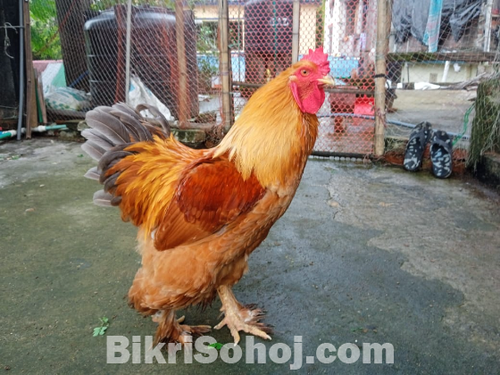 ব্রাফ ব্রাহামার বীজ ডিম